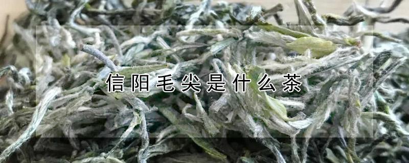 信阳毛尖是什么茶 信阳毛尖是什么茶品质怎么样