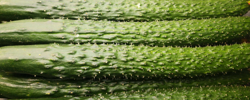 五月份适合种什么蔬菜（五月份适合种什么蔬菜瓜果怎么种）