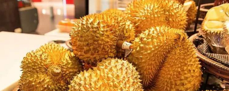 榴莲种植条件气温 榴莲种植条件气温多少