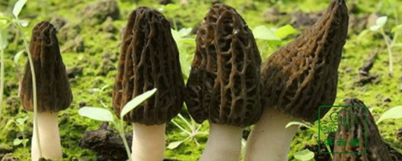 羊肚菌野生和养殖的区别 羊肚菌野生和养殖的区别图片