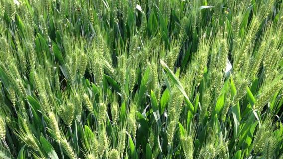 麦子什么时候成熟（南方麦子什么时候成熟）