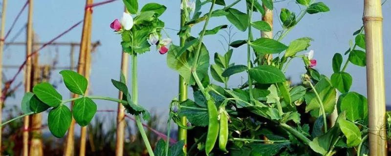 荷兰豆的种植方法和时间 荷兰豆种植时间和方法四季