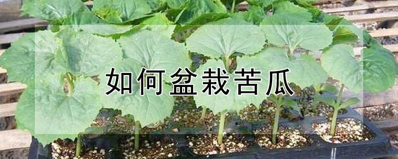 如何盆栽苦瓜（盆栽苦瓜的种植方法）