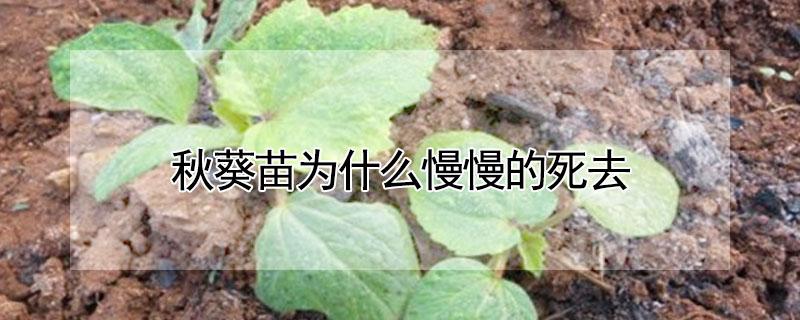 秋葵苗为什么慢慢的死去 秋葵什么时候枯萎