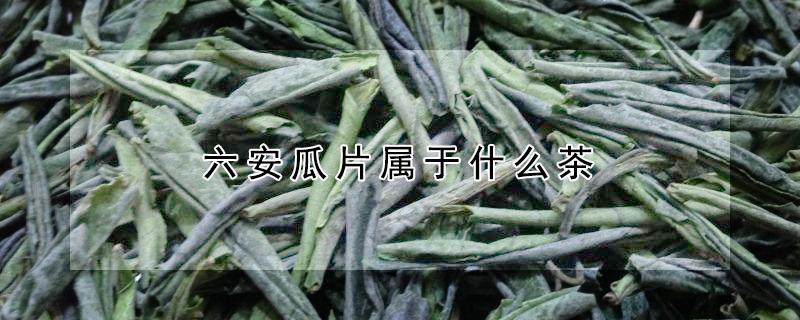 六安瓜片属于什么茶（碧螺春龙井六安瓜片属于什么茶）