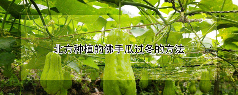 北方种植的佛手瓜过冬的方法（佛手瓜北方冬季如何过冬）