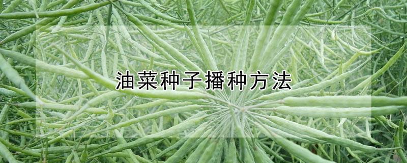 油菜种子播种方法 怎样播种油菜种子