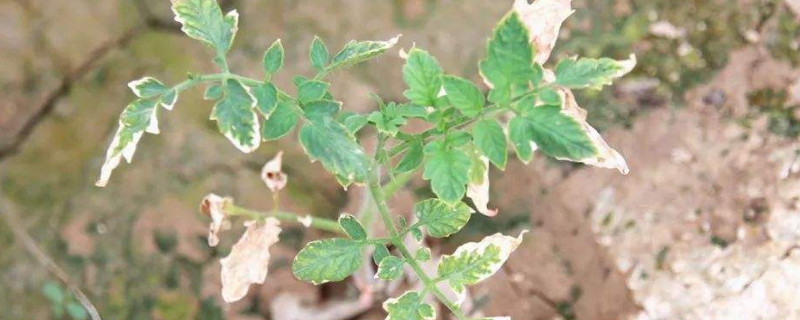 西红柿苗为什么枯萎（西红柿苗长着长着就萎缩）