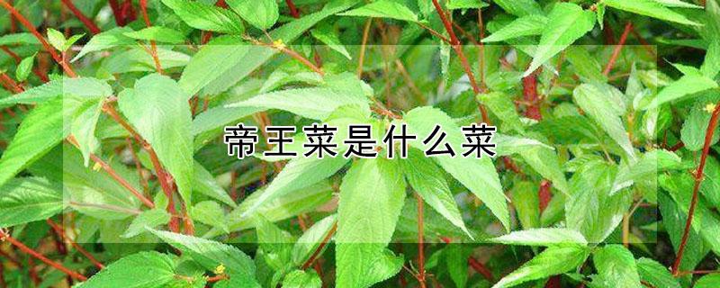 帝王菜是什么菜（帝王菜是什么菜做的）