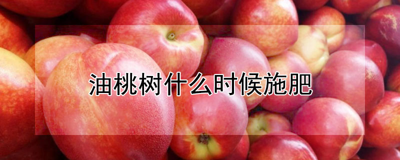 油桃树什么时候施肥（油桃什么时候施肥最好）