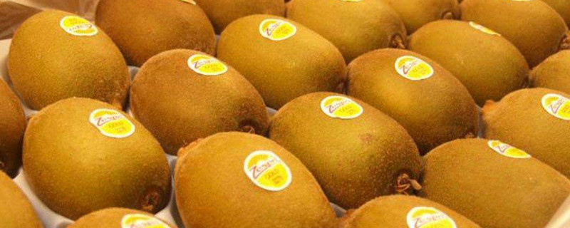 奇异果是猕猴桃吗（奇异果是猕猴桃吗怎么吃）