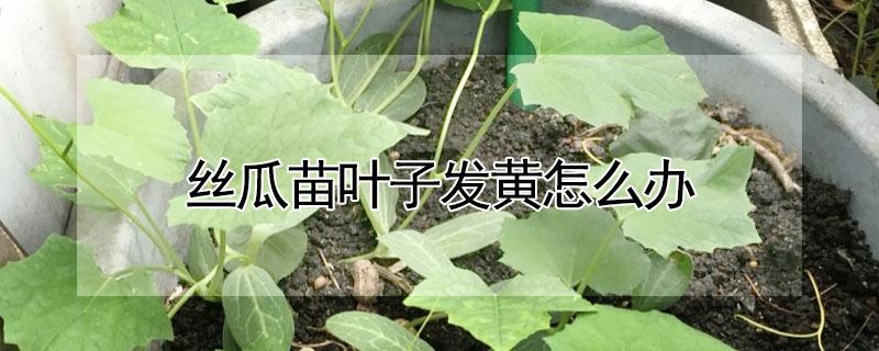 丝瓜苗叶子发黄怎么办 丝瓜苗叶子发黄怎么办,黄叶的原因