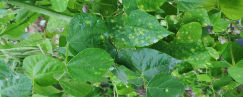 豆角新叶子卷缩怎么回事 豆角叶子卷缩怎么回事不长