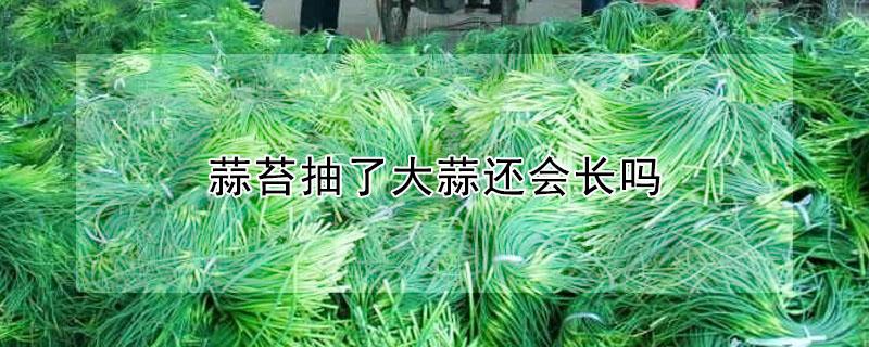 蒜苔抽了大蒜还会长吗 抽了蒜苔的还会长蒜吗