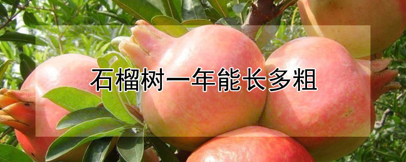 石榴树一年能长多粗（石榴树一年能长多粗啊）