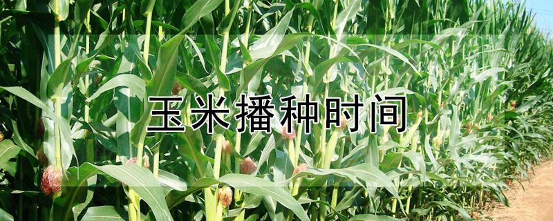 玉米播种时间（南方玉米播种时间）