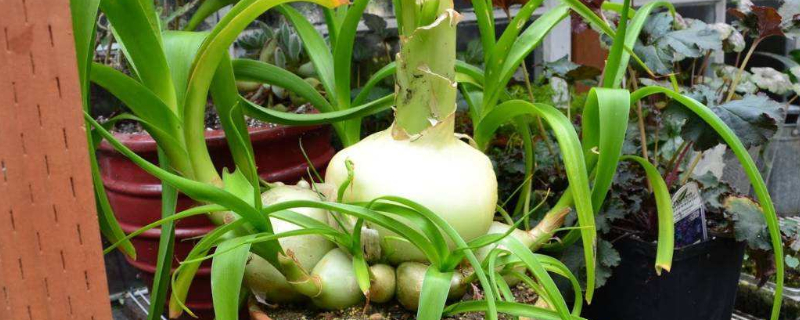洋葱的家庭种植方法（洋葱家庭种植方法 洋葱的栽培技术）