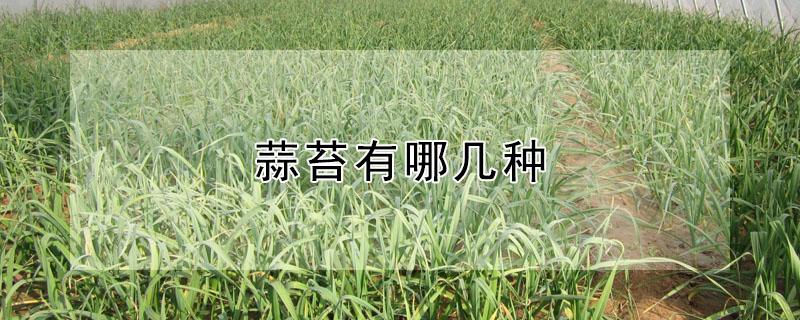 蒜苔有哪几种（蒜苔的种类有几种）