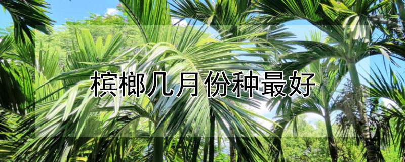 槟榔几月份种最好 槟榔的季节什么时候过,几月份