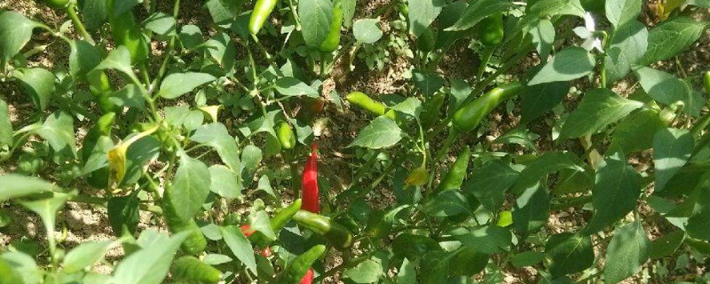 辣椒苗蔫了能活过来吗（辣椒苗蔫了能活过来吗图片）