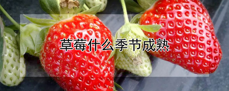 草莓什么季节成熟 应季草莓什么季节成熟