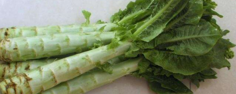 莴笋种植时间和方法（北方莴笋种植时间和方法）
