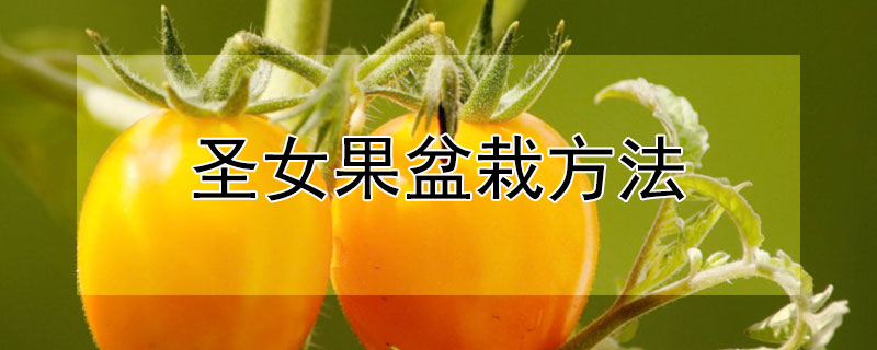 圣女果盆栽方法 圣女果苗盆栽方法