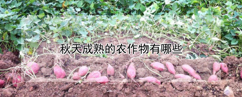 秋天成熟的农作物有哪些 南方秋天成熟的农作物有哪些