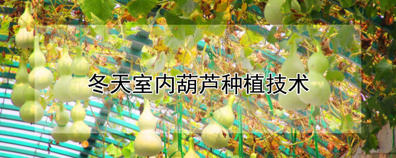 冬天室内葫芦种植技术 冬天室内葫芦种植技术和管理
