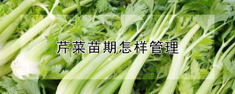 芹菜苗期怎样管理（芹菜苗期怎样管理好）