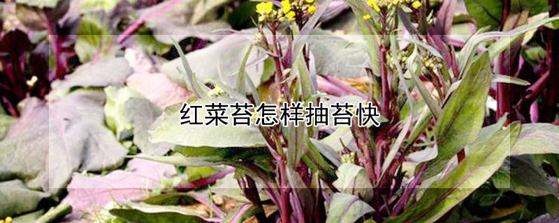 红菜苔怎样抽苔快（红菜苔什么时候抽苔）