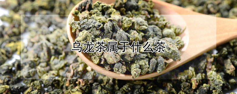 乌龙茶属于什么茶 乌龙茶属于什么茶性