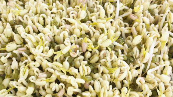 绿豆芽的生长过程记录 绿豆芽的生长过程记录表格