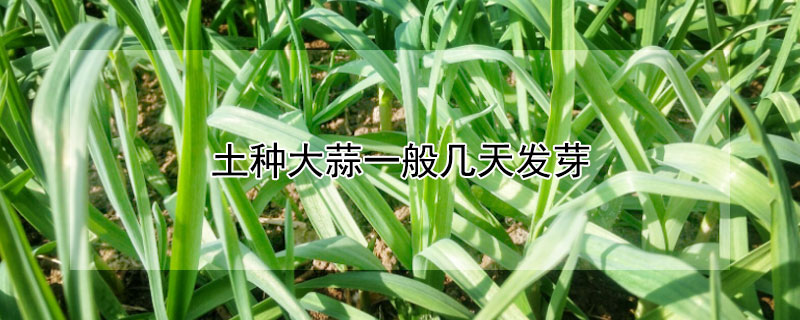 土种大蒜一般几天发芽（土栽大蒜几天发芽）