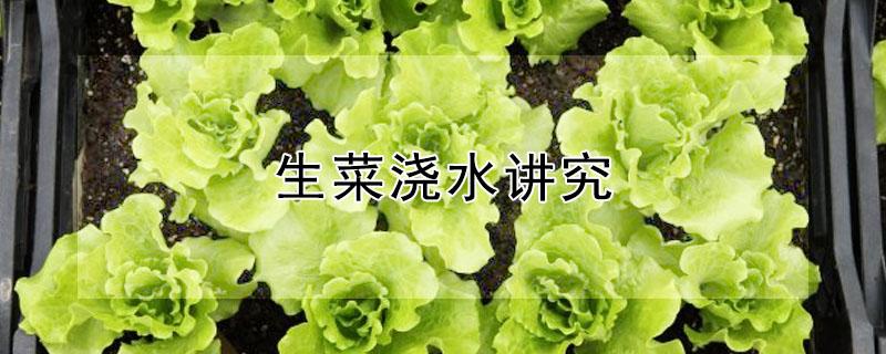 生菜浇水讲究（生菜浇水讲究什么）