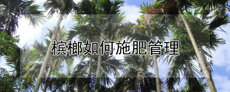 槟榔如何施肥管理（槟榔如何施肥管理方法）