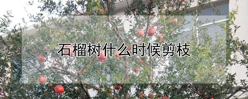 石榴树什么时候剪枝（石榴树什么时候剪枝好视频）