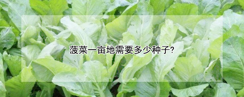 菠菜一亩地需要多少种子?（菠菜一亩地需要多少种子种植）