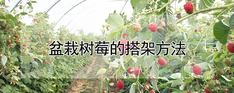 盆栽树莓的搭架方法 盆栽树莓的搭架方法图解