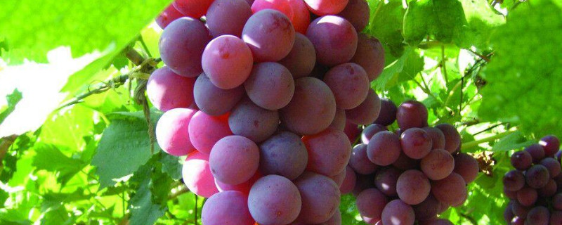 葡萄膨大期施肥诀窍 葡萄膨大期施肥诀窍有哪些