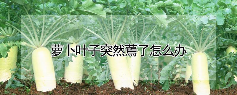 萝卜叶子突然蔫了怎么办 萝卜叶子突然蔫了怎么办呢