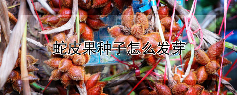 蛇皮果种子怎么发芽 蛇皮果种子发芽图片