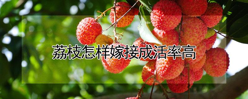 荔枝怎样嫁接成活率高 荔枝怎样嫁接成活率高呢