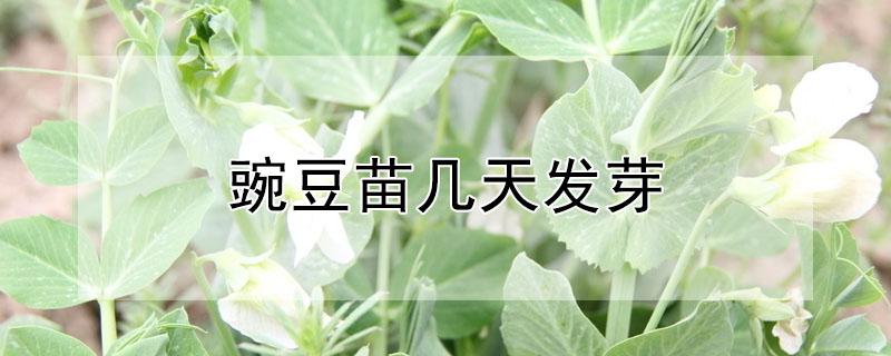 豌豆苗几天发芽（豌豆苗多久发芽）