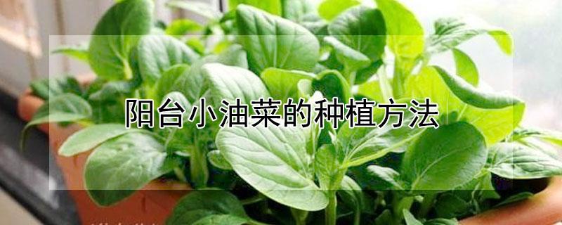 阳台小油菜的种植方法（阳台小油菜的种植方法和技术）