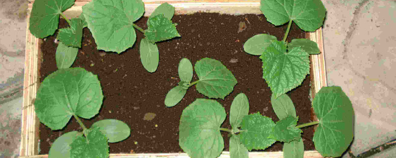 怎样育黄瓜苗 怎样育黄瓜苗的视频