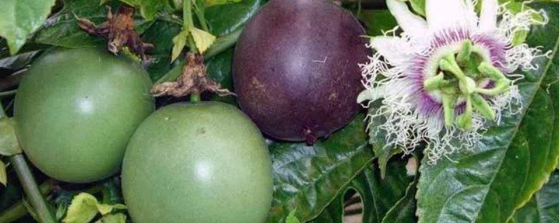 百香果需要修剪枝条吗（百香果要剪枝条吗?）