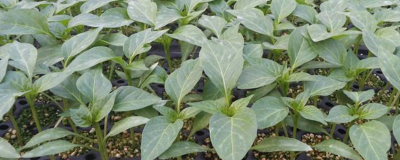 辣椒种植方法和管理要点（辣椒种植方法和管理要点有哪些）