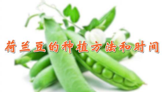 荷兰豆的种植方法和时间（荷兰豆的种植方法和时间图片）
