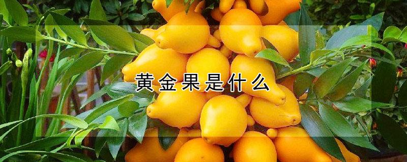 黄金果是什么 黄金果是什么水果